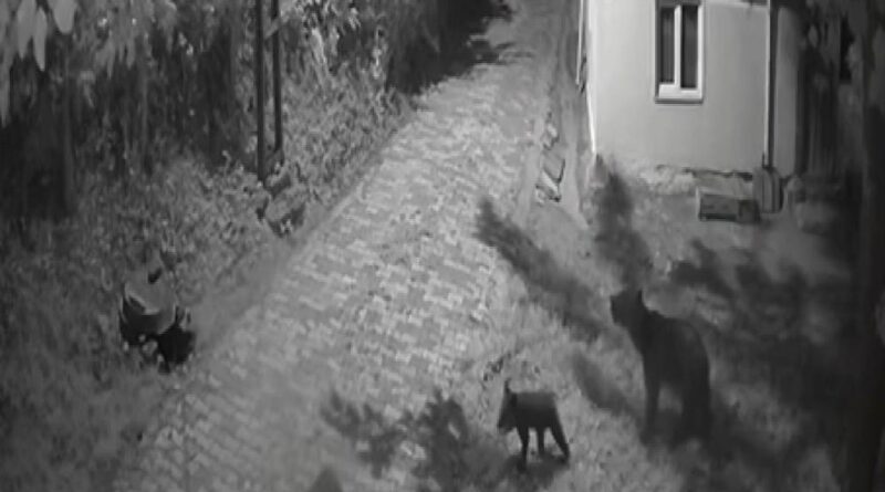 Sinop'ta anne ayı ve yavrularının dut yeme anları kamerada 1