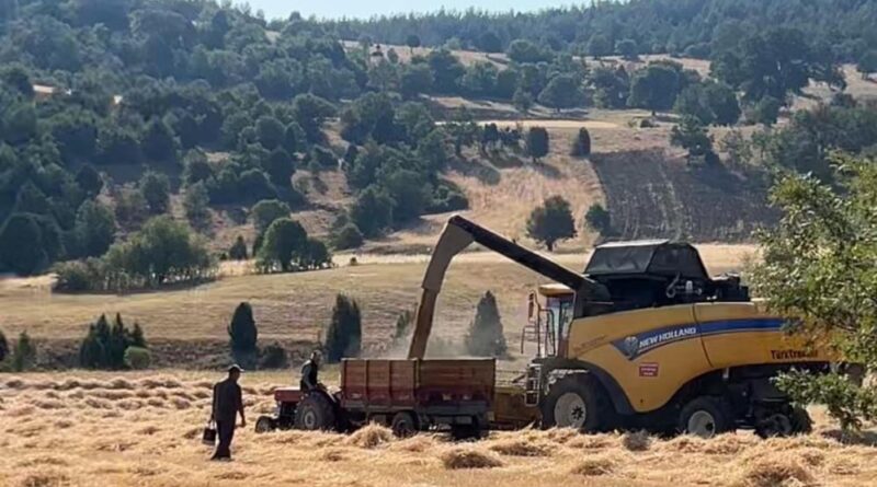 Tavşanlı'da çiftçiler emeklerinin karşılığını almanın heyecanını yaşıyor 1