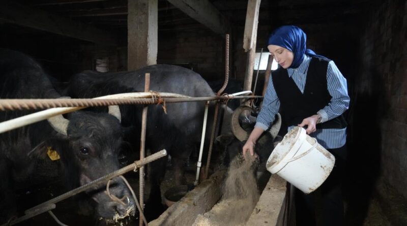 Ticari süt işletmelerince 999 bin 348 ton inek sütü toplandı 1