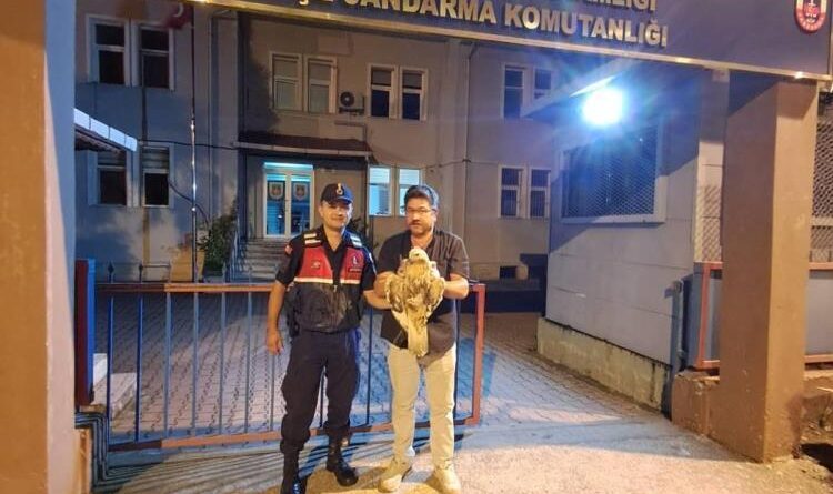 Artvin’de yaralı şahin jandarma ekiplerince kurtarıldı 1