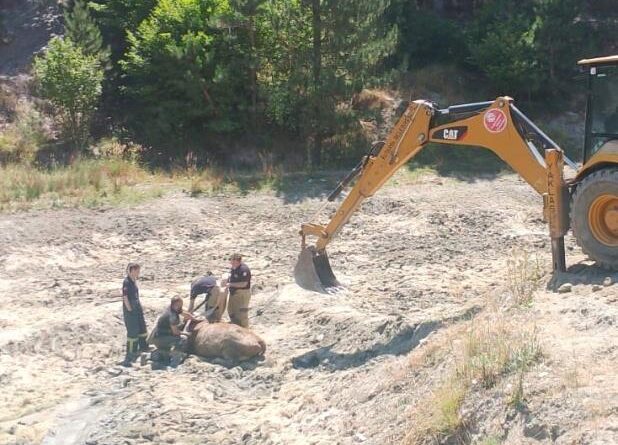 Bataklığa saplanan ineği itfaiye ekipleri kurtardı 1