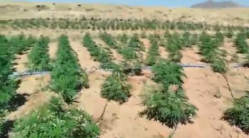 Bingöl’de 23 bin kök kenevir bitkisi ele geçirildi 1