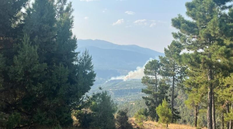 Denizli’de orman yangını 1