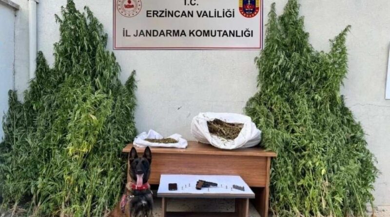 Erzincan’da jandarmadan kenevir operasyonu 1