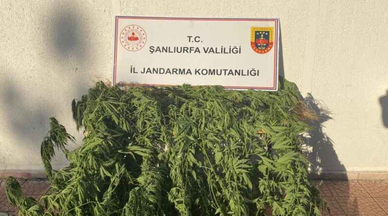 Jandarmadan uyuşturucu operasyonu 1