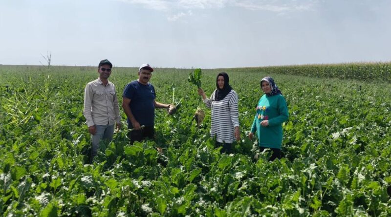 Karapınar Ovası'nda baharlık ürünlerin gelişimi incelendi 1