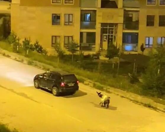Kars'ta eşeği arabaya bağlayıp, zorla çekerek götürdüler 1