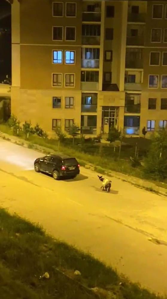 Kars’ta eşeği arabaya bağlayıp, zorla çekerek götürdüler