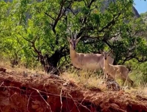 Kemaliye’de anne ve yavru dağ keçisi görüntülendi
