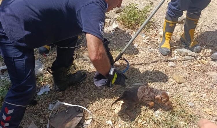 Kuyuya düşen yavru köpek kurtarıldı 1