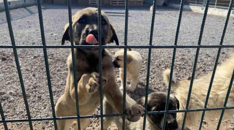 Niğde Valiliği'nden sahipli ve sahipsiz hayvanlara yönelik açıklama 1