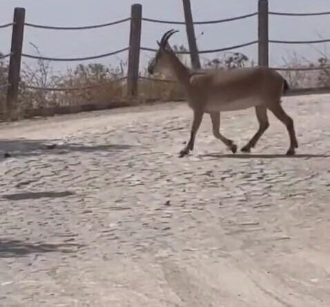 Tarihi Harput Mahallesi'nde dağ keçileri görüldü 1
