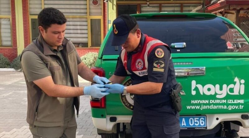Yaralı arı kuşu koruma altına alındı 1