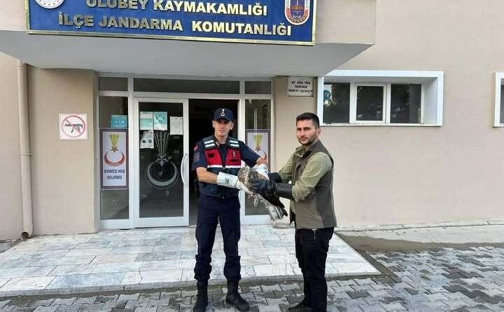 Yaralı şahinin imdadına jandarma yetişti 1