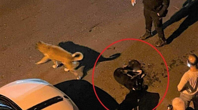 Altınordu Belediyesi çöp kamyonu sokak köpeğini ezdi 1