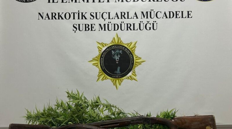 Bafra'da 33 kök Hint keneviri ele geçirildi 1