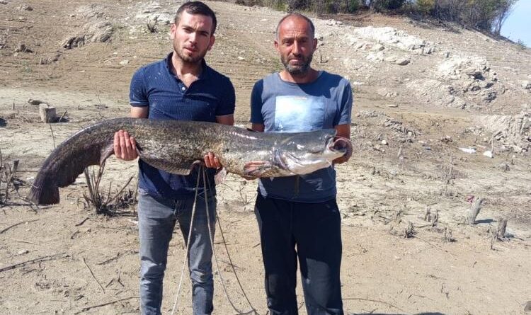 Baraj gölünde dev yayın balığı yakaladılar 1