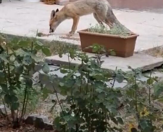 Evin bahçesinde tilki besliyor 1