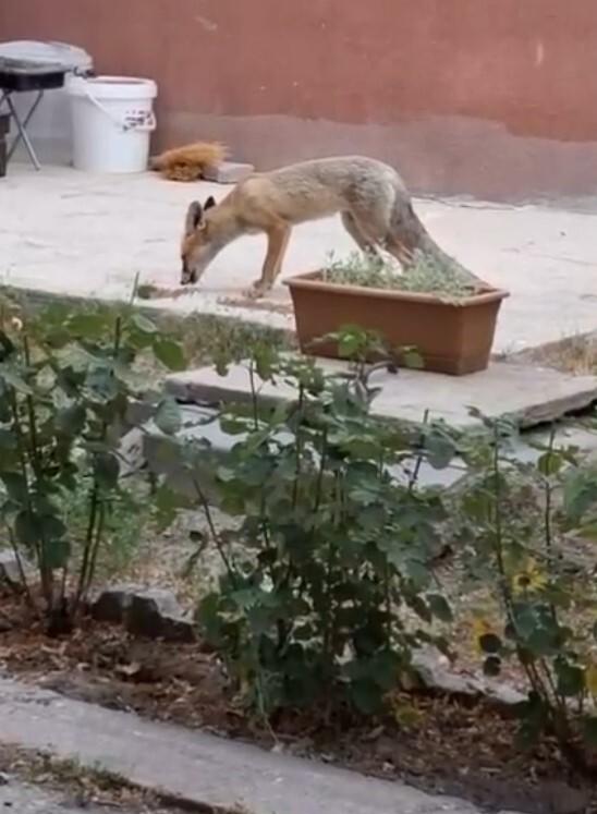 Evin bahçesinde tilki besliyor