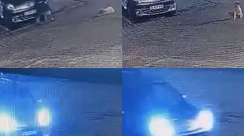 Aracın üzerinden geçtiği köpek telef oldu 1