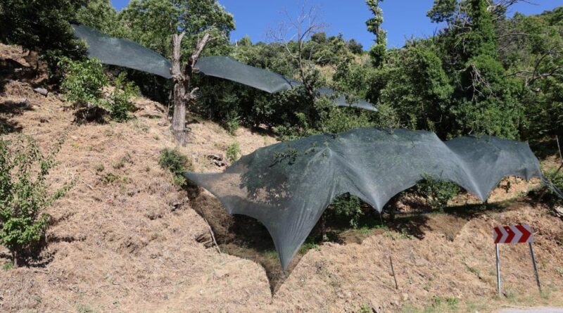 Aydın’da don afeti mağduru üreticilere 50 milyon liralık destek 1