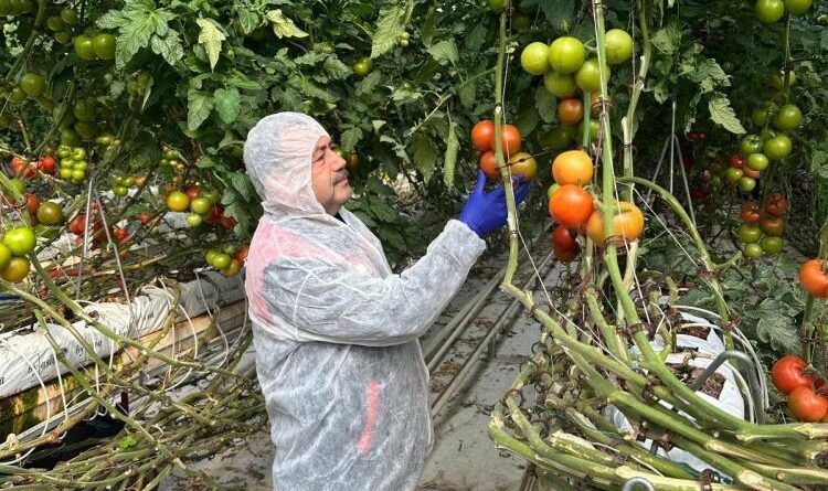 Domateslerde virüs incelemesi yapıldı 1