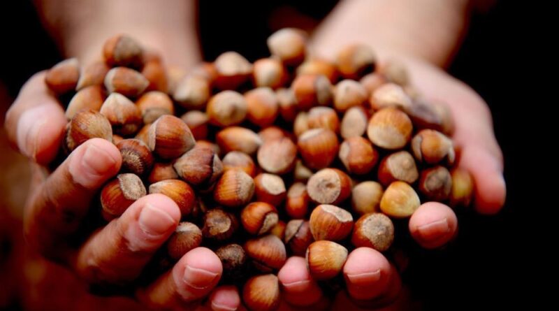 Düzce'de 15 bin 288 ton ihraç edildi 1