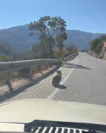 Kemaliye’de üniversite yolunda yavru ayı görüldü