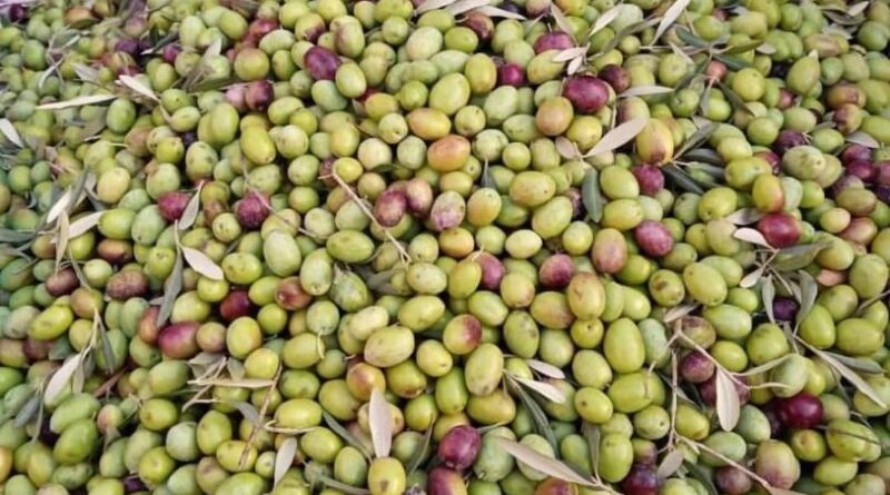 Köşk İlçe Tarım, Aydın Memecik Zeytini'ne dikkat çekti 1