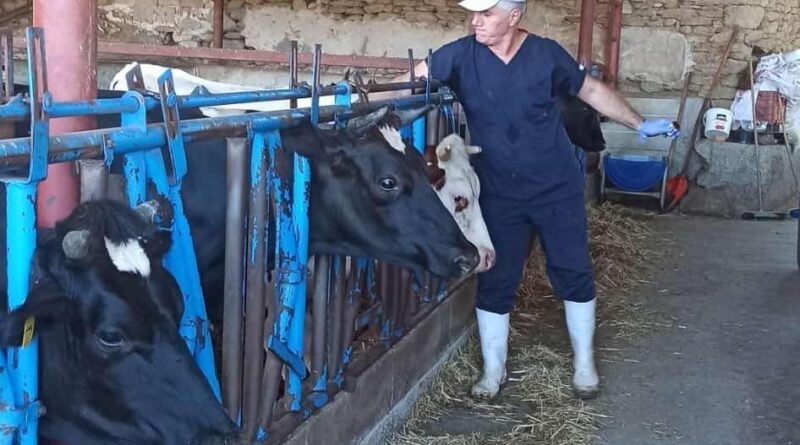 Nazilli’de şap aşılama çalışmaları tamamlandı 1