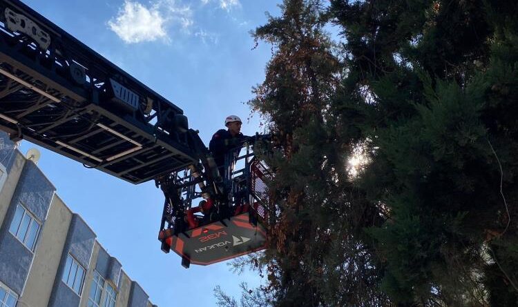 Şanlıurfa'da ağaçta mahsur kalan yavru kedi kurtarıldı 1