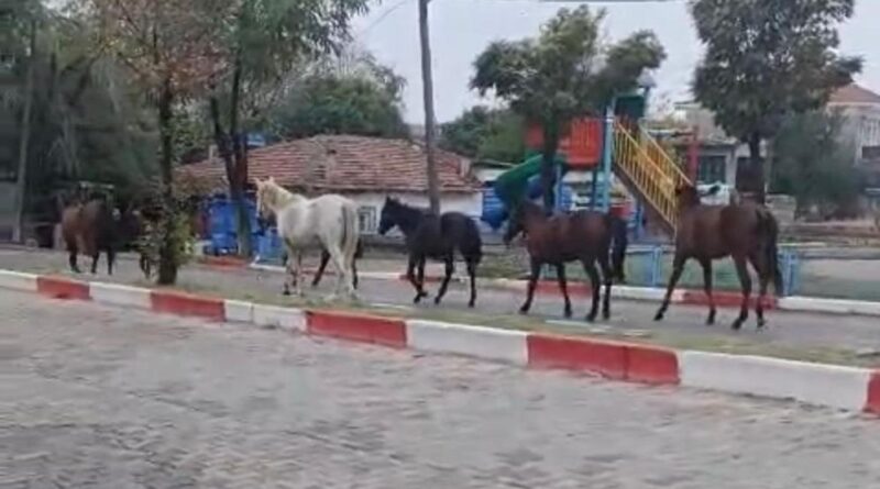 Tekirdağ'da başıboş atlar trafiği tehlikeye soktu 1