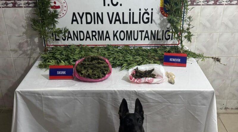 Uyuşturucu satıcısının evinde 498 gram skunk ele geçirildi 1