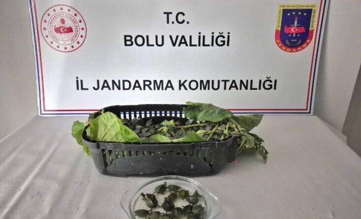 Yolcu otobüsünde 500 yasaklı su kaplumbağası ele geçirildi 1
