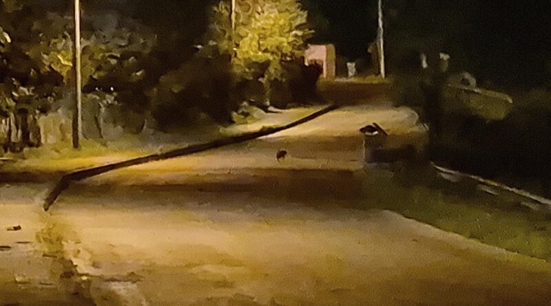 Aç kalan çakal yavruları Bartın şehir merkezinde görüntülendi 1