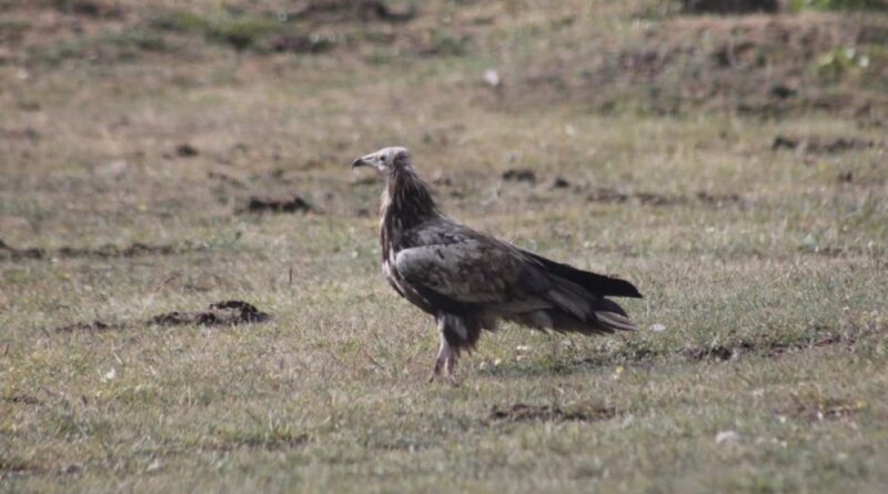 Bayburt’ta nesli tehlike altında olan Mısır Akbabası görüldü 1