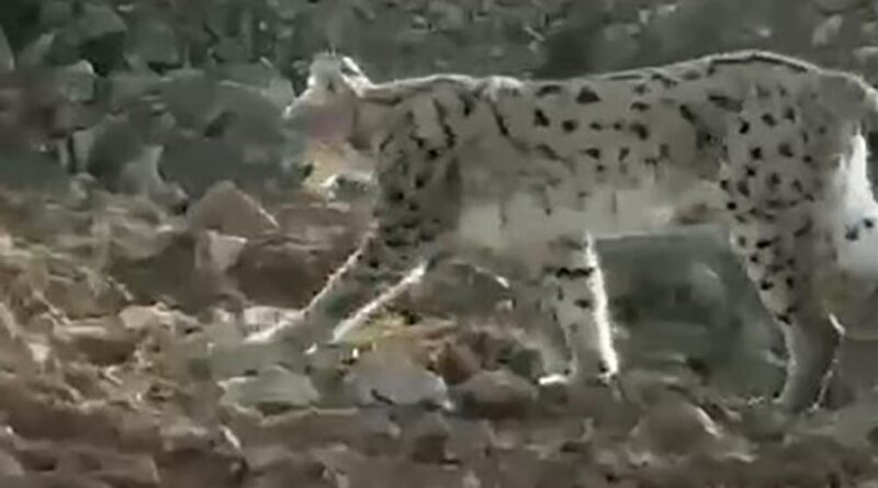 Hakkari'de vaşak görüntülendi 1