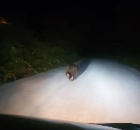 Karabük'te yolda koşan ayı kamerada 1