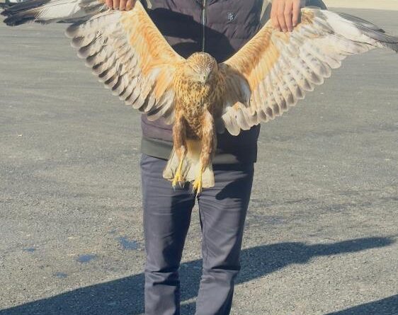 Yüksekova'da bulunan yaralı baykuşu tedavi altına alındı 1